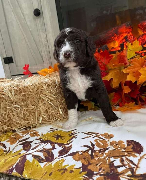 female-brown-hypoallergenic-bernedoodle