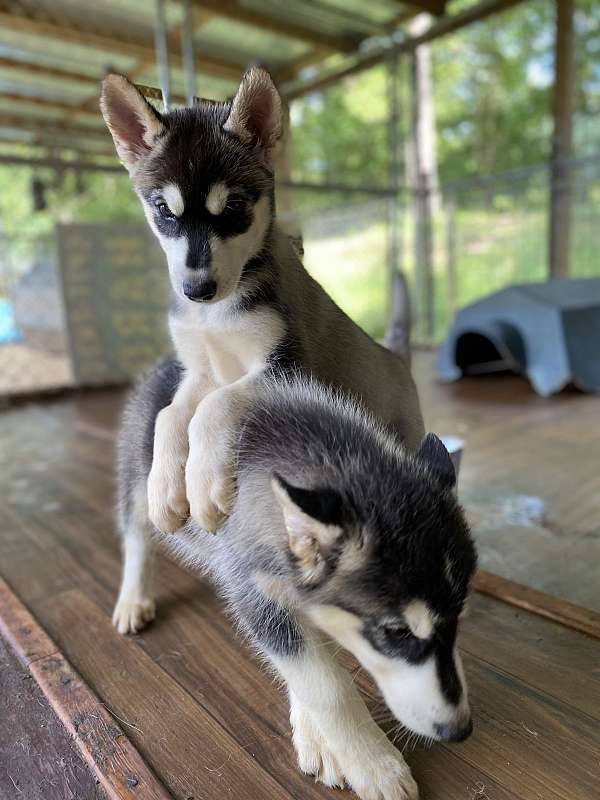 female-siberian-husky-puppy