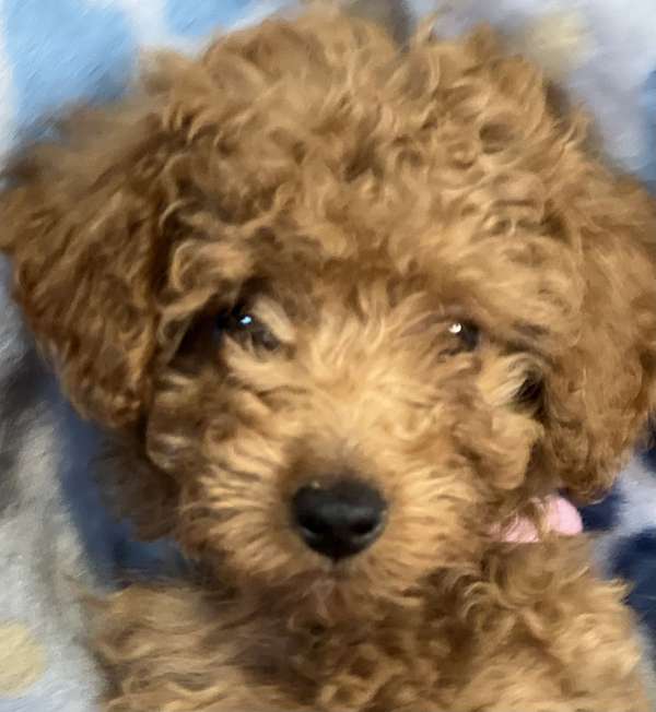 mixed-miniature-poodle-puppy