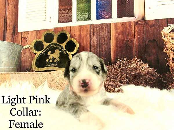 female-blue-merle-curly-haired-bernedoodle