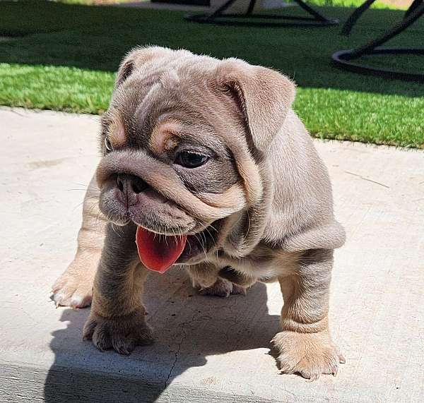 puppy-for-sale-english-bulldog