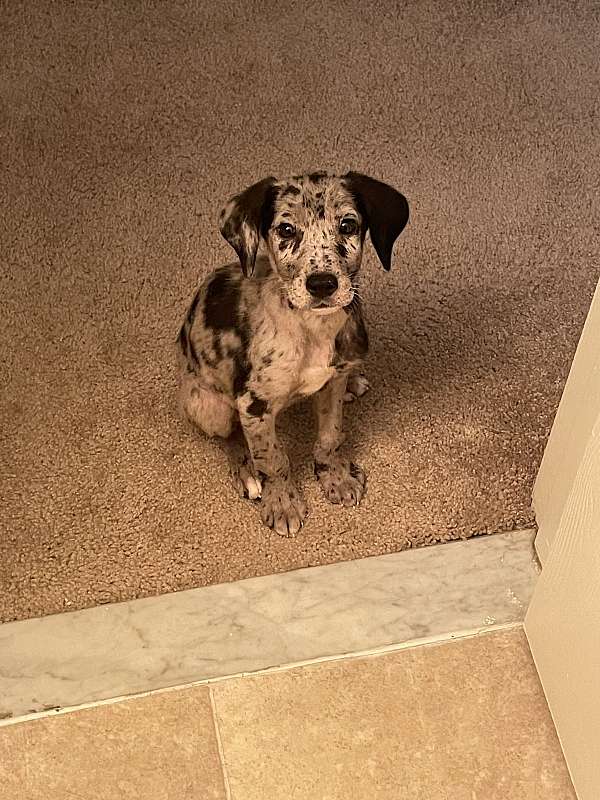 black-silver-double-coated-catahoula