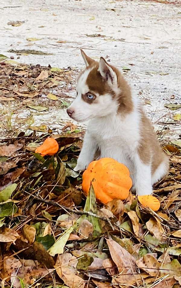 male-siberian-husky-dog