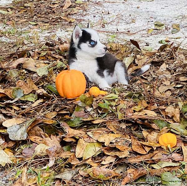 male-siberian-husky-dog