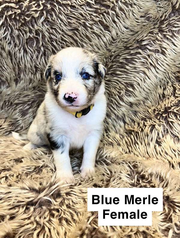 blue-merle-australian-shepherd