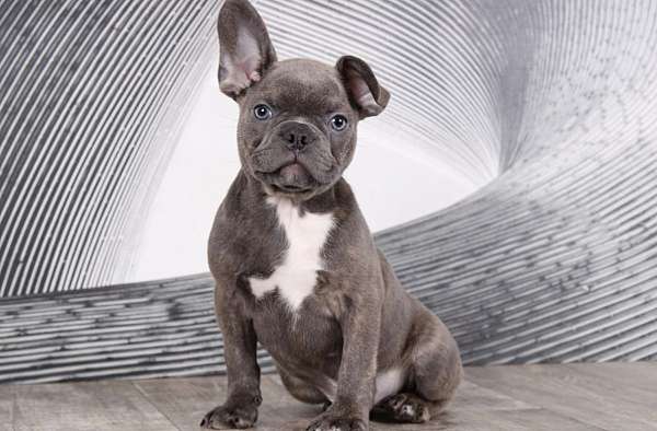 male-faux-frenchbo-bulldog