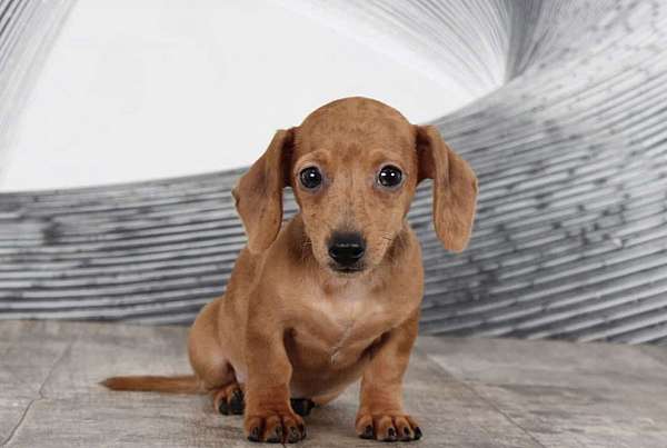 female-dachshund-puppy