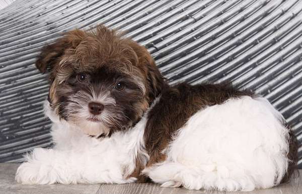 male-havanese-puppy