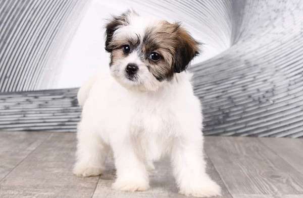 female-zuchon-puppy