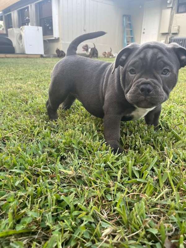 mixed-american-bully-puppy