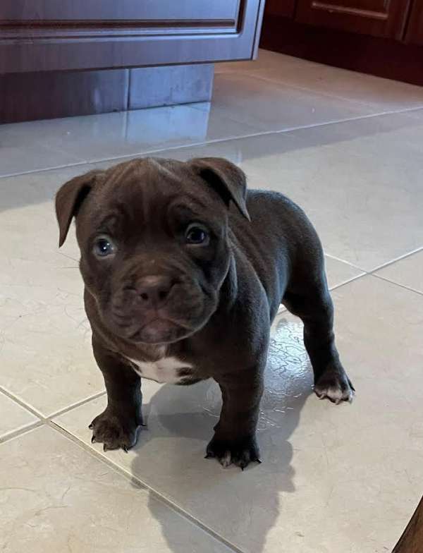 mixed-american-bully-puppy