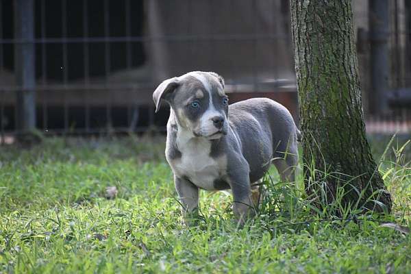 blue-gray-smooth-coated-american-bully
