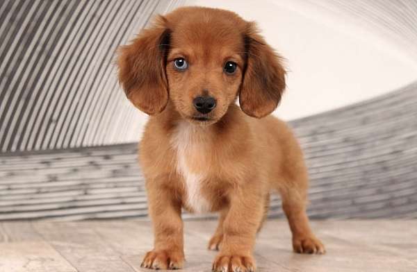 male-dachshund-puppy