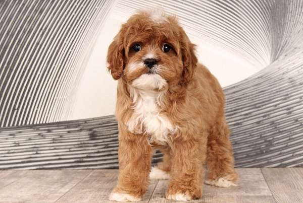 female-cavapoo-puppy