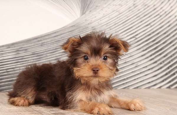 male-yorkshire-terrier-dog