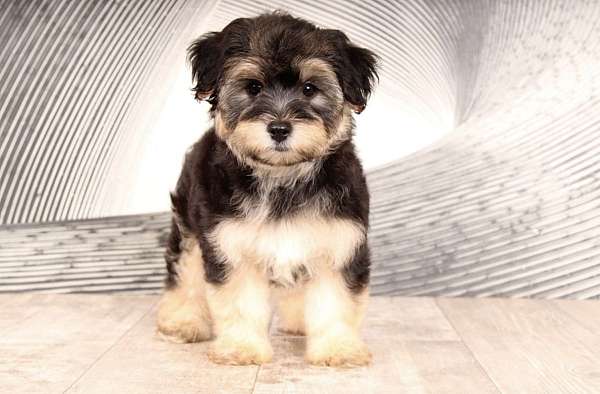 male-yorkshire-terrier-puppy