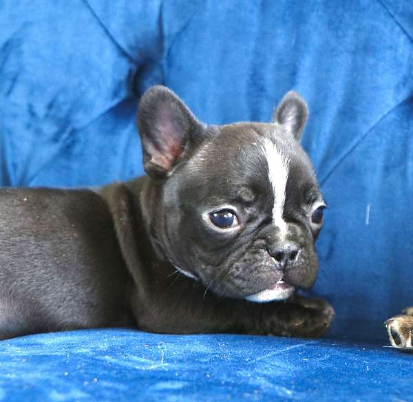 male-black-cream-short-haired-french-bulldog