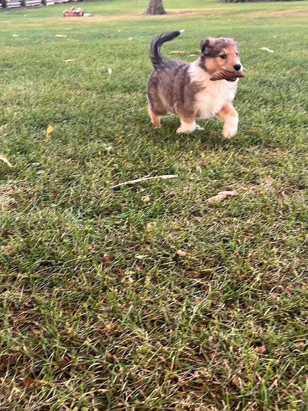 tri-colored-female-australian-shepherd