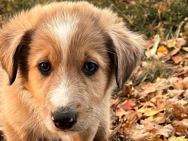 merle-australian-shepherd