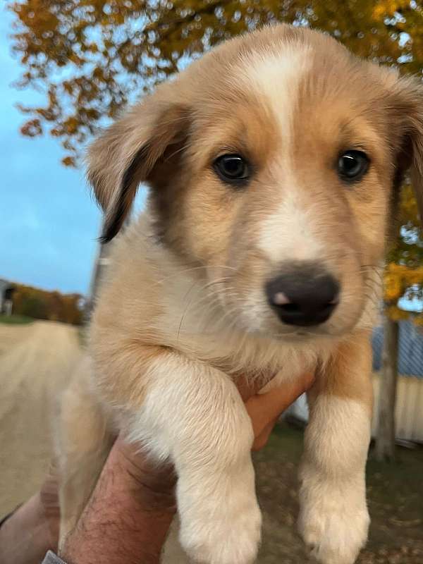 smart-australian-shepherd-collie