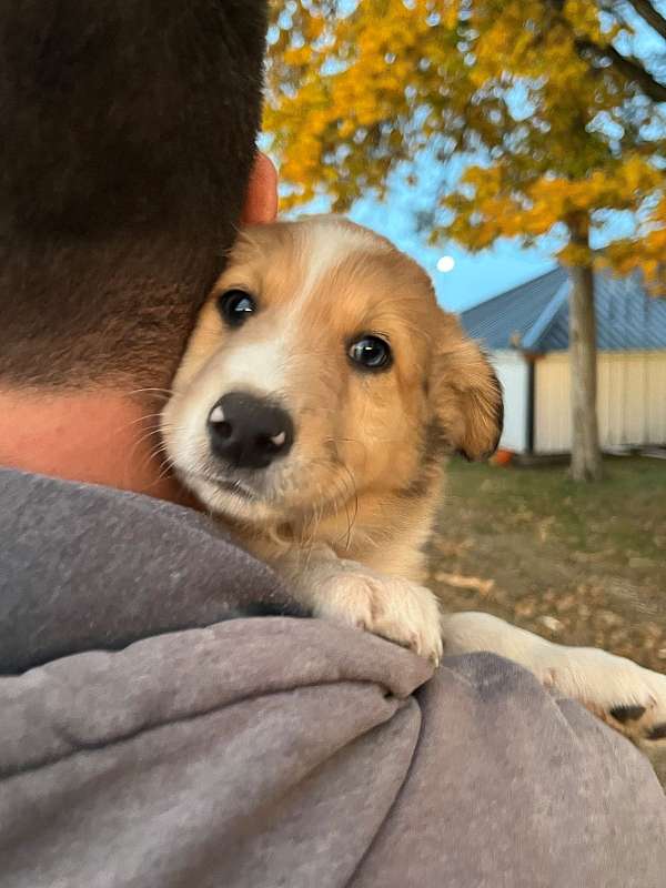 social-australian-shepherd-collie