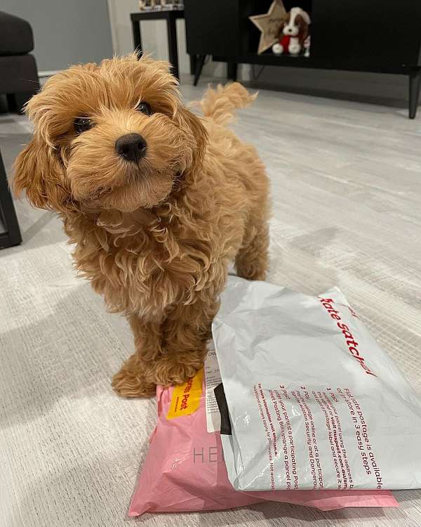 curly-haired-miniature-goldendoodle