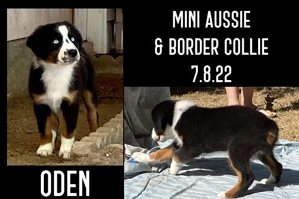 male-mini-australian-shepherd-dog