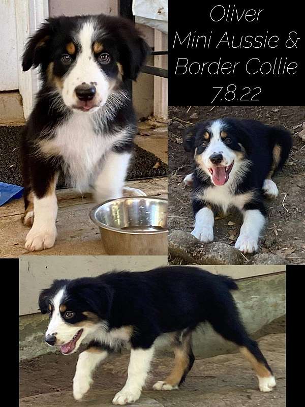 male-mini-australian-shepherd-dog