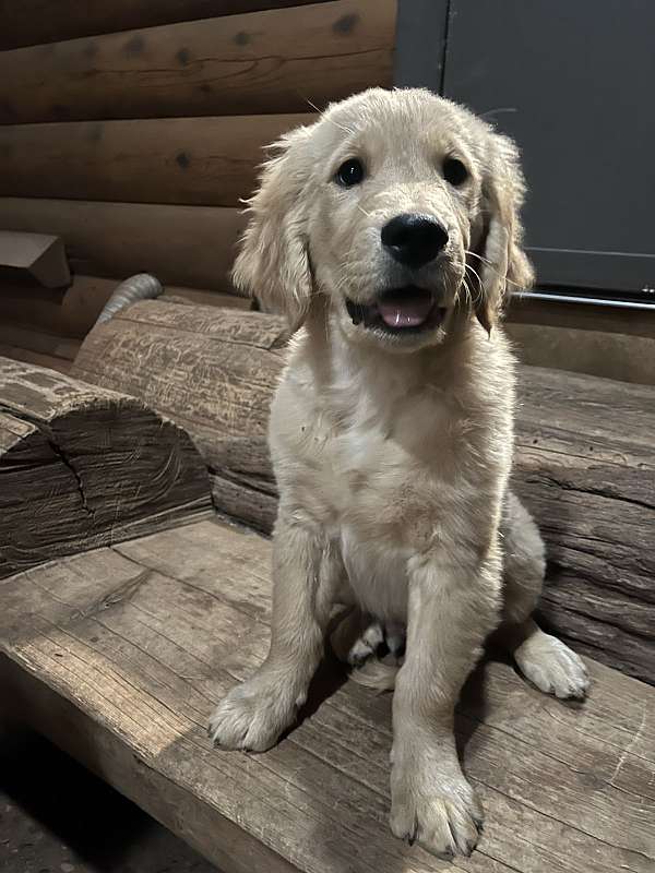 long-haired-golden-retriever