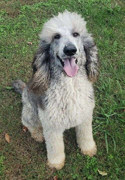 silver-standard-poodle