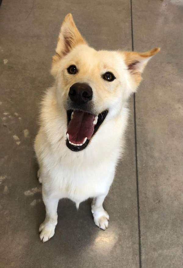 white-straight-haired-siberian-husky