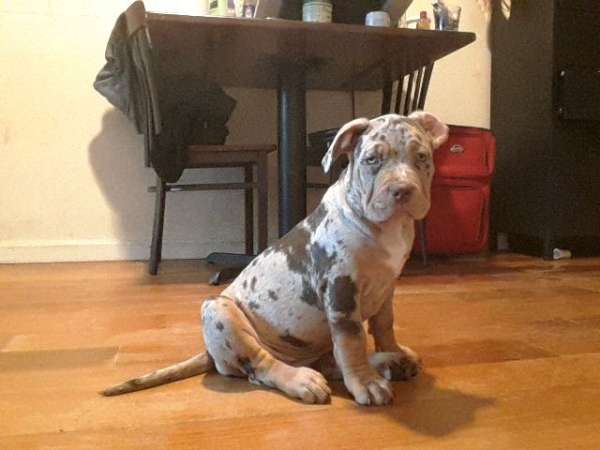 merle-smooth-coated-american-bully