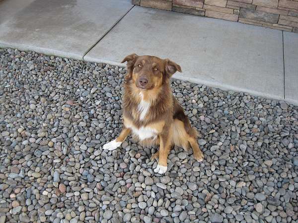 red-back-brindle-medium-haired-dog