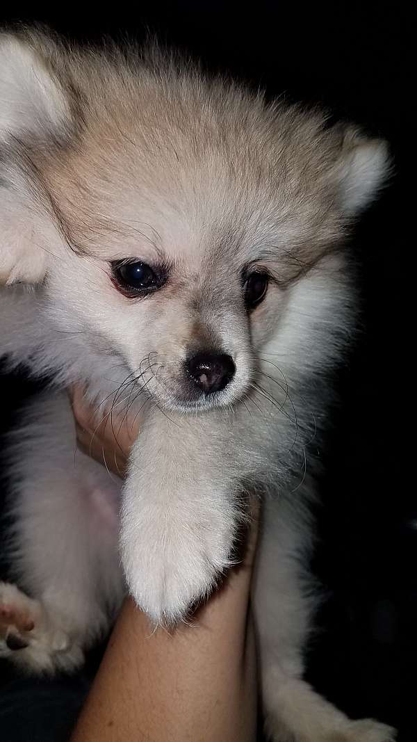 female-pomeranian-puppy