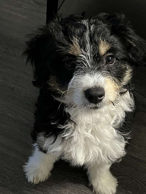 black-small-miniature-aussiedoodle