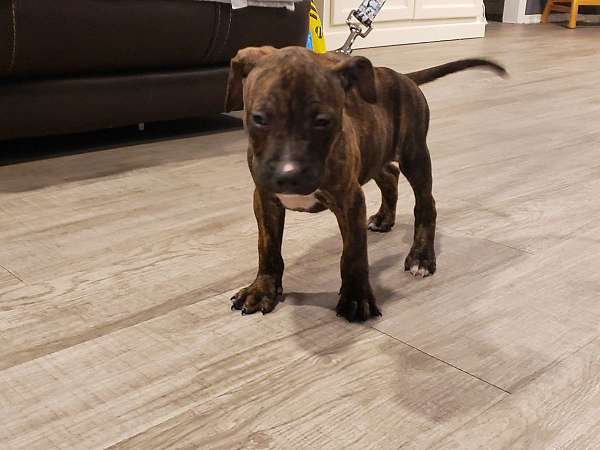 brindle-small-pit-bull-terrier