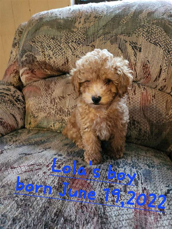 male-toy-poodle-dog