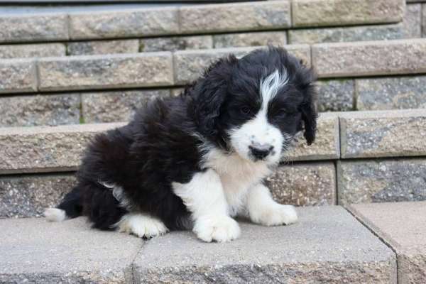 male-aussiedoodle-puppy