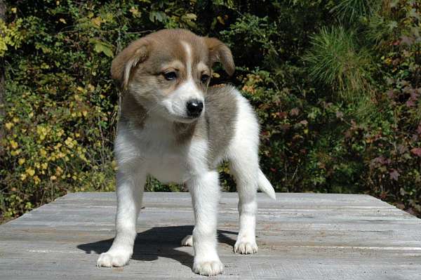 tri-colored-short-haired-borkie