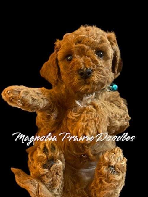 red-mixed-cavapoo