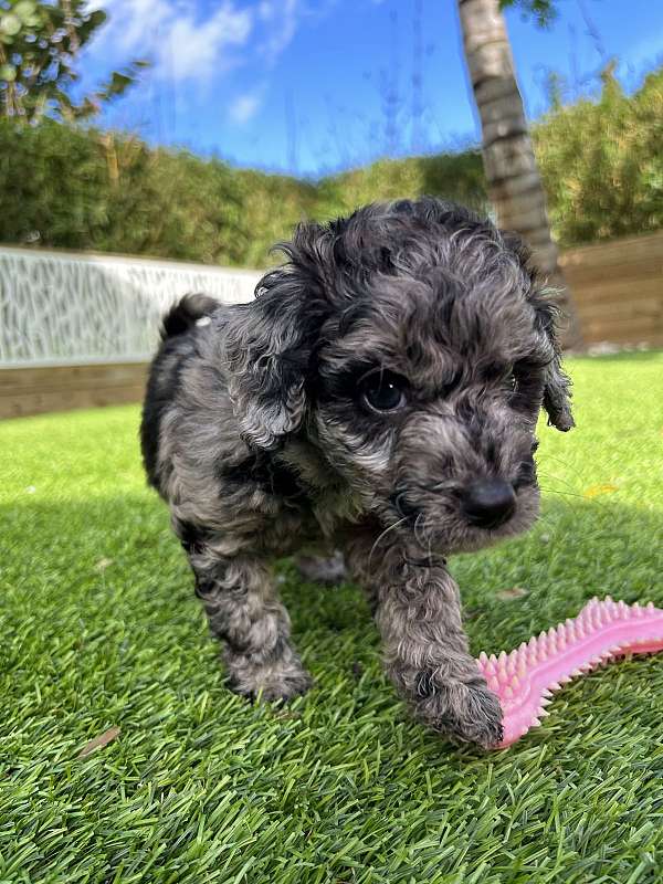mixed-aussiedoodle-puppy