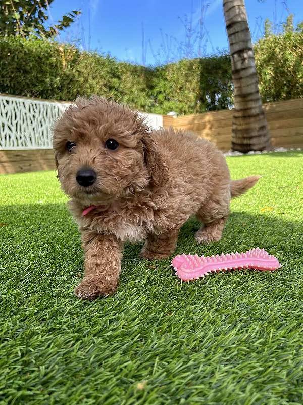 small-aussiedoodle