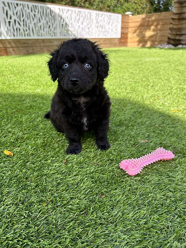 hypoallergenic-aussiedoodle