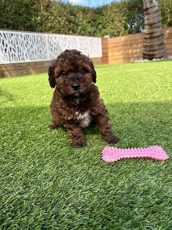 hypoallergenic-mixed-aussiedoodle