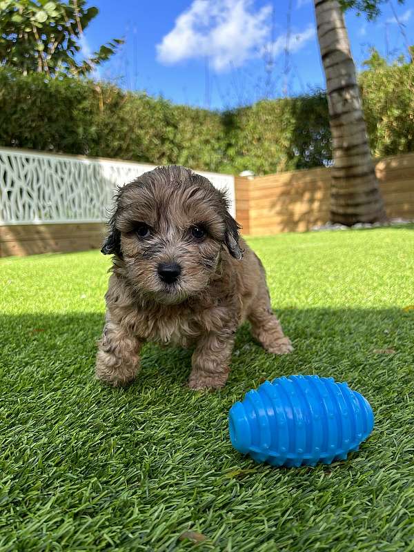 mixed-aussiedoodle-puppy