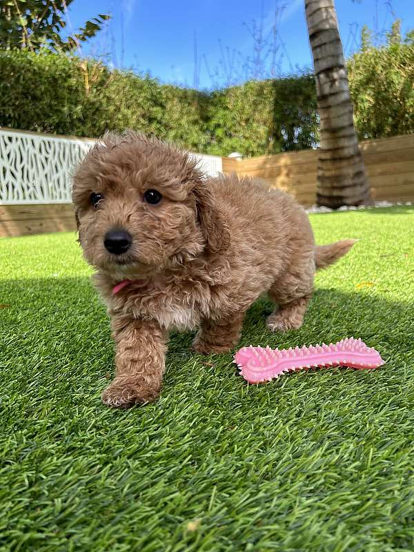 mixed-aussiedoodle