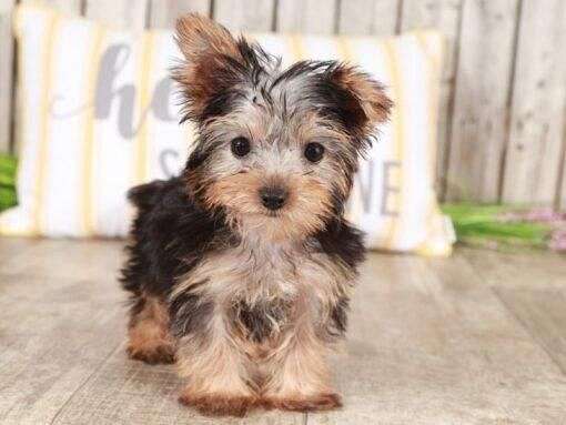 female-yorkshire-terrier-dog