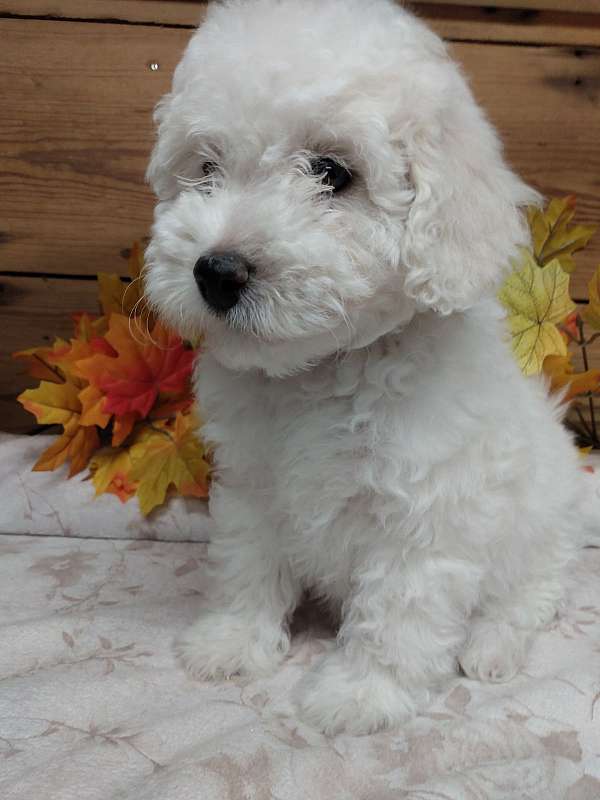 parti-colored-curly-haired-miniature-goldendoodle
