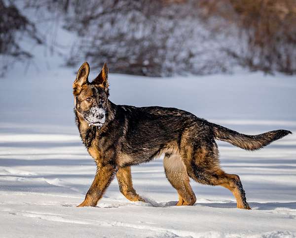 male-german-shepherd-dog