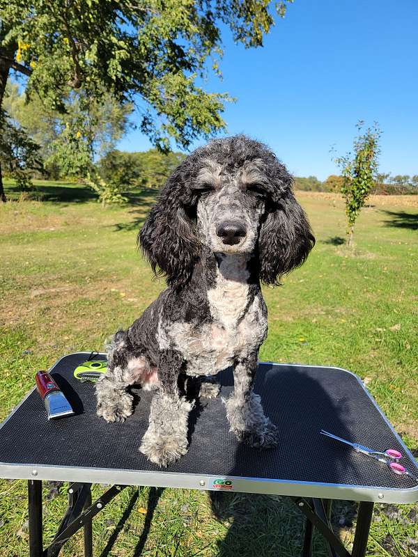 merle-curly-haired-miniature-poodle